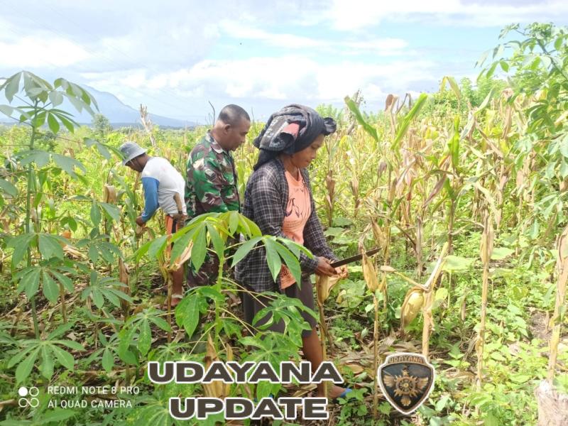 Loreng di Tengah Jagung: Babinsa 1612-03/Borong Ikut Gotong Royong Panen Bersama Petani