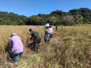 Hasil Panen Meningkat, Babinsa Koramil 1612-02/Reok Jadi Penyemangat Petani”