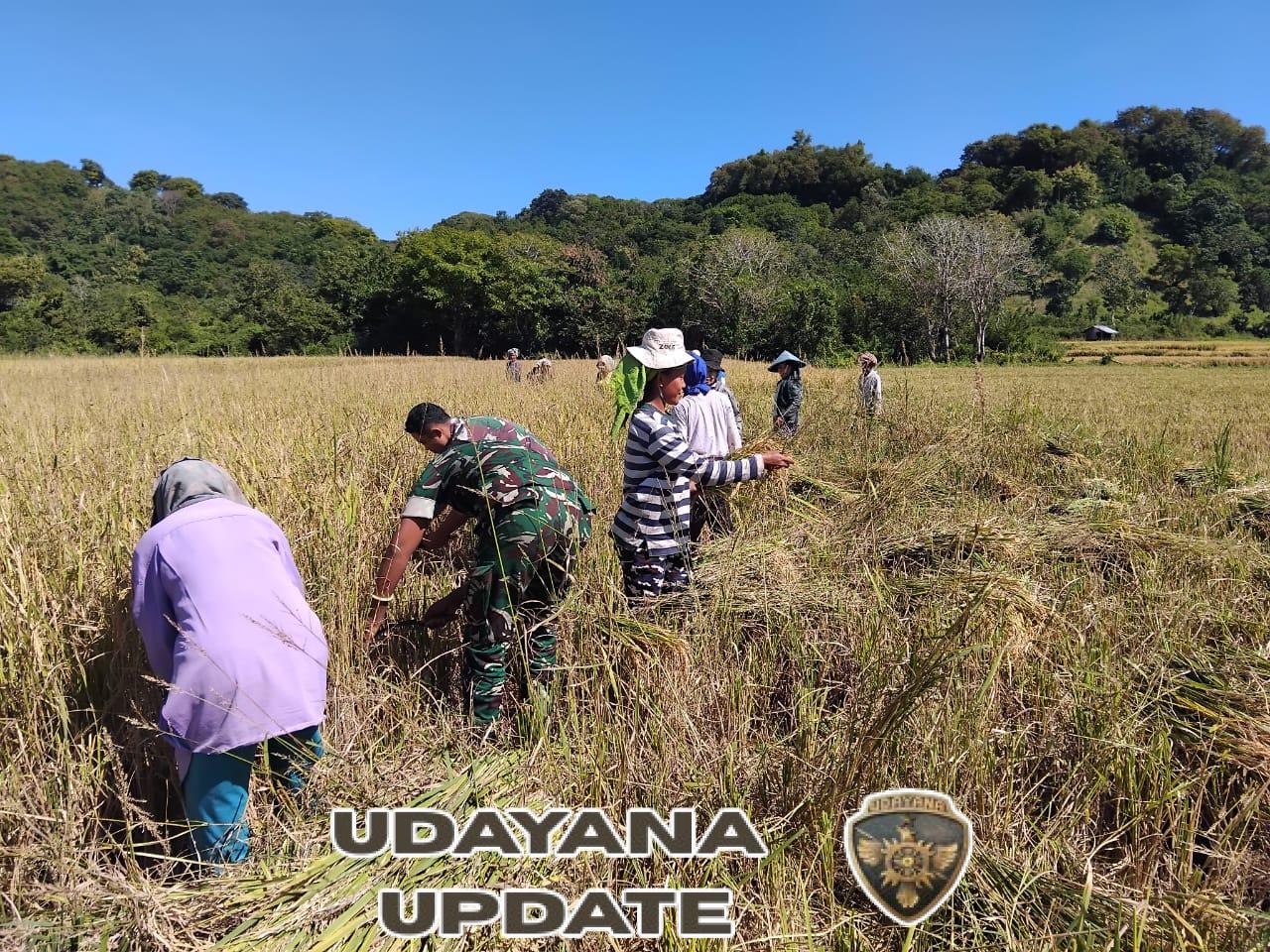 Hasil Panen Meningkat, Babinsa Koramil 1612-02/Reok Jadi Penyemangat Petani”