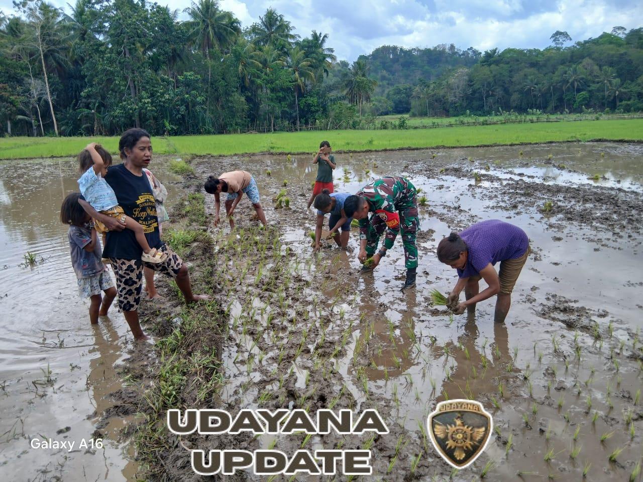 Babinsa Tabundung Dampingi Petani Desa Praingkareha Wujudkan Ketahanan Pangan