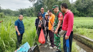 Kontrol Hasil Panen, Babinsa Tusan Bersama PPL Gelar Pengubinan