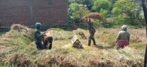 Panen 30 Are Sawah Hasilkan 1 Ton Gabah, Babinsa Serka Ketut Junita Turun Langsung Bantu Petani Desa Tinga Tinga