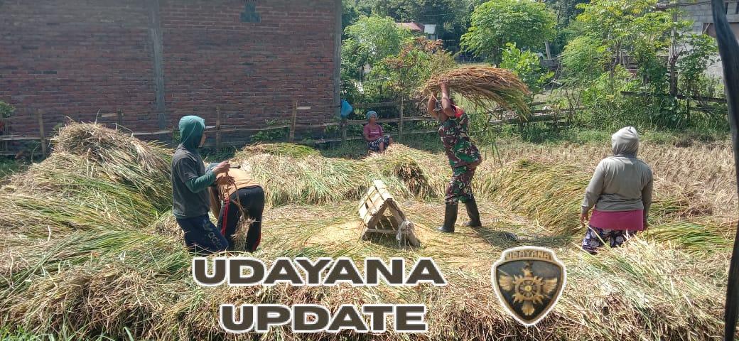 Panen 30 Are Sawah Hasilkan 1 Ton Gabah, Babinsa Serka Ketut Junita Turun Langsung Bantu Petani Desa Tinga Tinga