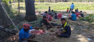 Babinsa Batutua Bantu Petani Bersihkan Bawang Hasil Panen di Desa Oehandi