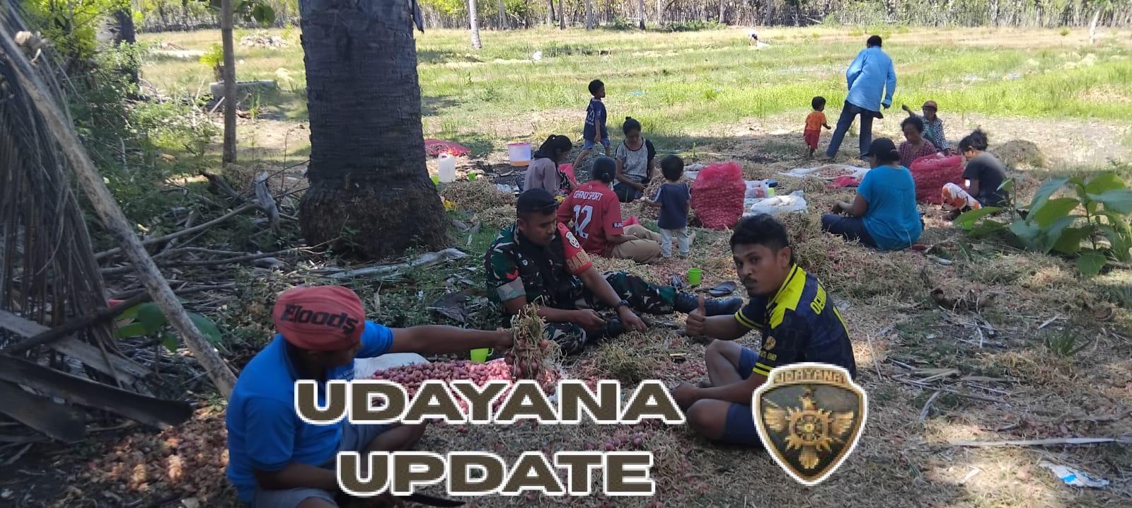 Babinsa Batutua Bantu Petani Bersihkan Bawang Hasil Panen di Desa Oehandi