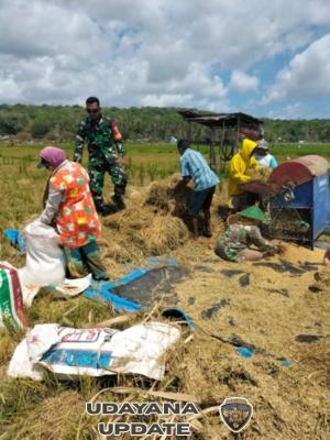 Babinsa Koramil 1627-01 Bantu Warga Rontokkan Padi di Desa Kuli Aisele