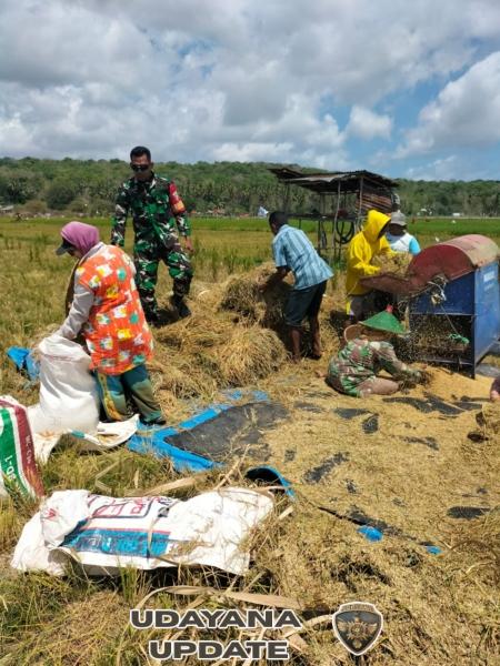 Babinsa Koramil 1627-01 Bantu Warga Rontokkan Padi di Desa Kuli Aisele