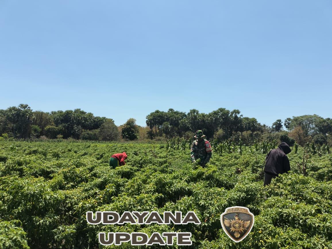 Panen Cabe di Lonalusi Berjalan Lancar, Babinsa Koramil 1627 Ikut Serta Bersama Warga