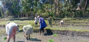 Kopka Yupiter Dampingi Petani Desa Prekomba dalam Musim Tanam