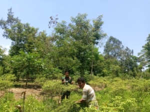 Wujud Kepedulian TNI, Pratu Aldit Amah Turun Langsung Panen Lombok
