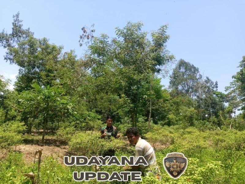 Wujud Kepedulian TNI, Pratu Aldit Amah Turun Langsung Panen Lombok