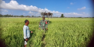 Babinsa Rindi Umalulu Dukung Ketahanan Pangan Lewat Pendampingan Petani di Desa Wanga