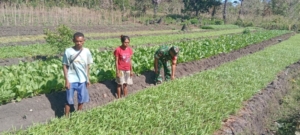 Dukung Ketahanan Pangan, Babinsa Miobar Dampingi Petani Sayur di TTU