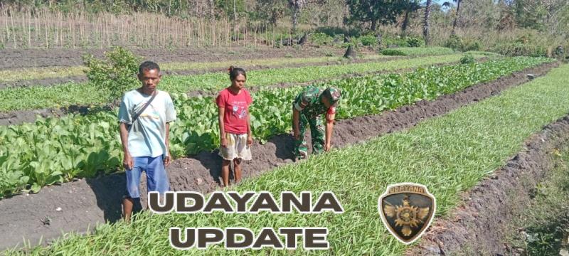 Dukung Ketahanan Pangan, Babinsa Miobar Dampingi Petani Sayur di TTU