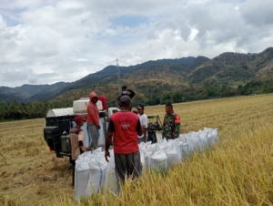 Babinsa Maurole Dampingi Petani Panen Padi Gunakan Combine di Desa Mausambi