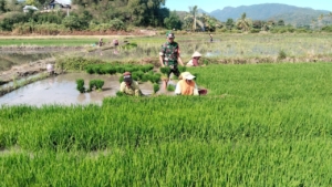 Dekat dengan Rakyat, Babinsa Elar Dampingi Petani Tanam Padi di Sambi Rampas