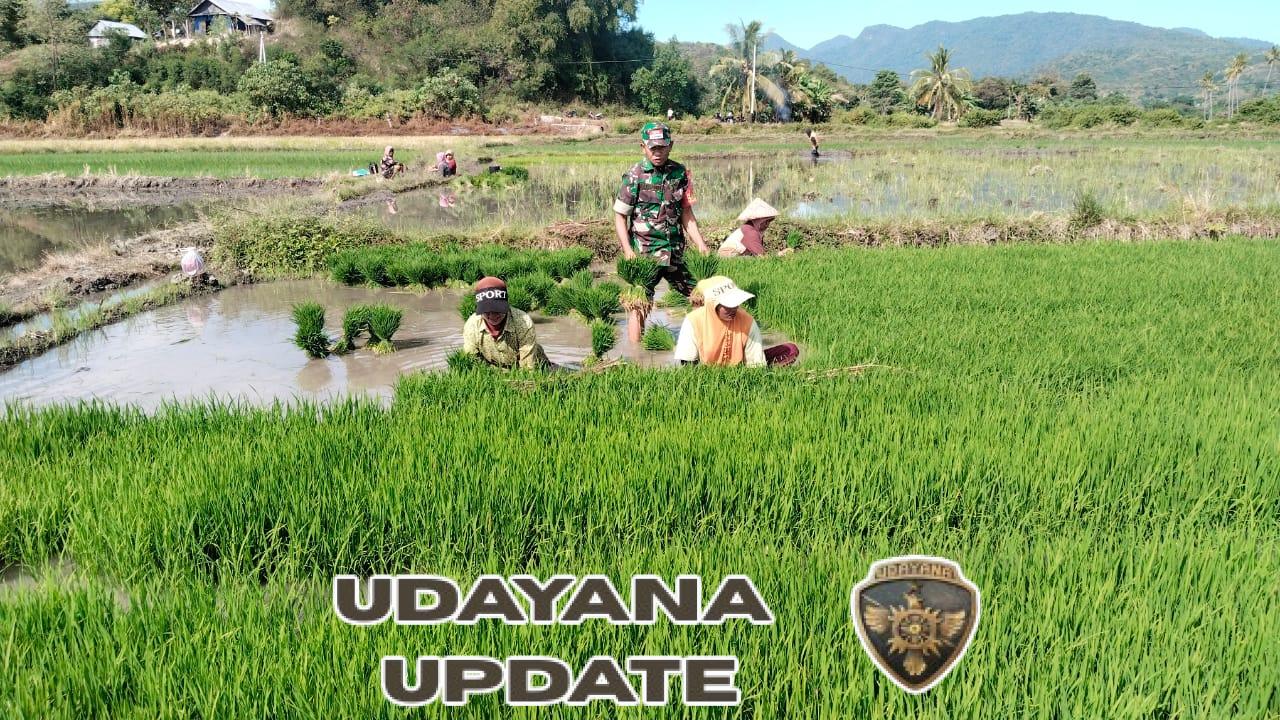 Dekat dengan Rakyat, Babinsa Elar Dampingi Petani Tanam Padi di Sambi Rampas