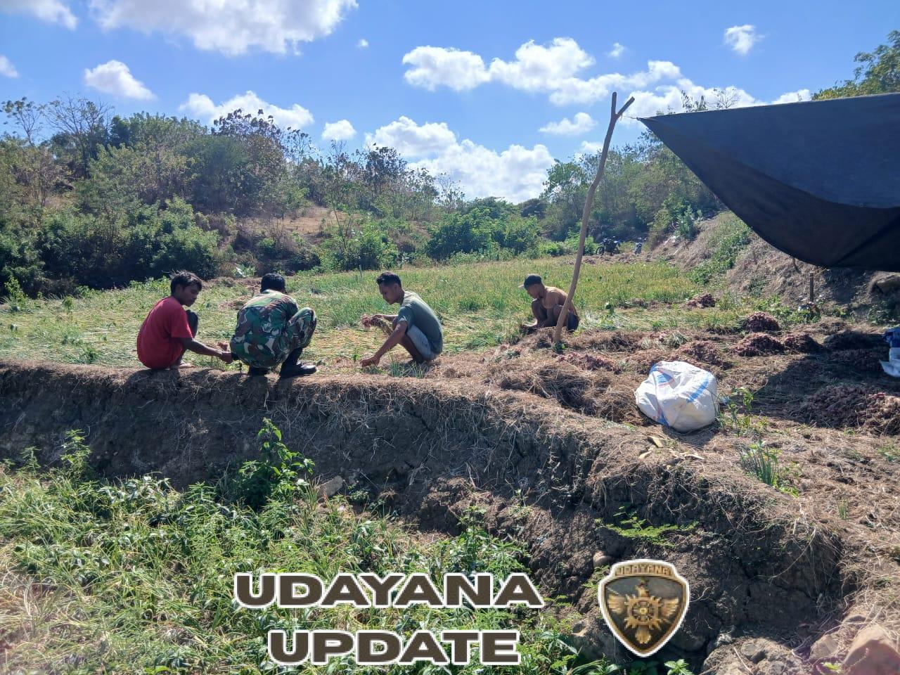 Wujud Kepedulian Babinsa Dalam Mendukung Ketahanan Pangan Daerah