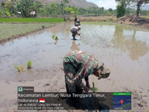 Wujud Nyata Dukungan TNI Terhadap Ketahanan Pangan di Kecamatan Lembur