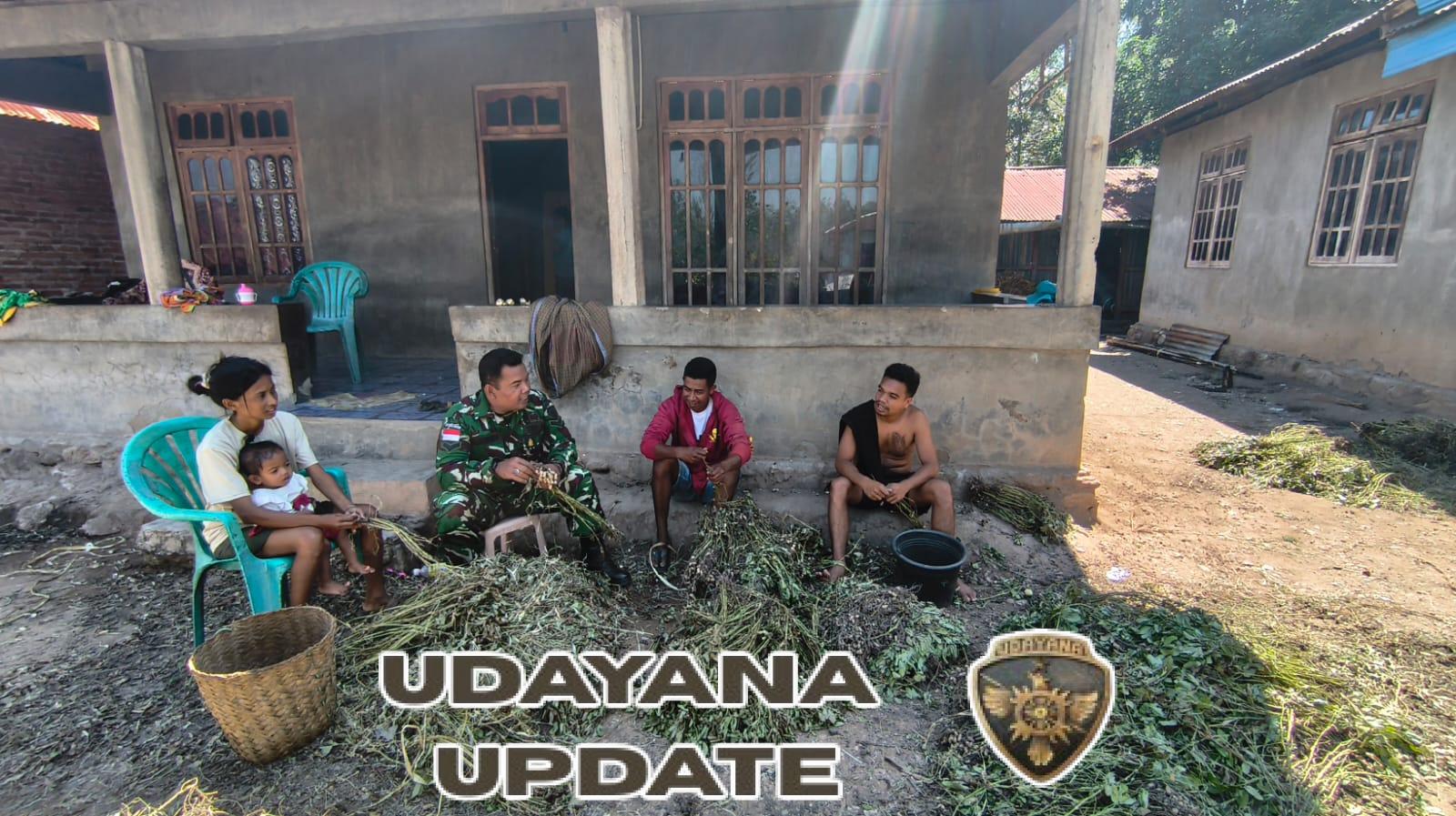 Percepat Masa Panen, Satgaster Pos Makir Bantu Petik Hasil Panen Kacang Tanah