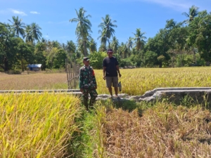 Babinsa Kodim 1602/Ende Dampingi Petani Panen Padi di Kecamatan Kotabaru