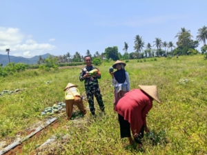 Wujud Dukungan Ketahanan Pangan, Babinsa Sekongkang Turun ke Ladang Semangka