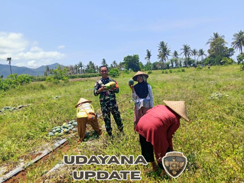 Wujud Dukungan Ketahanan Pangan, Babinsa Sekongkang Turun ke Ladang Semangka