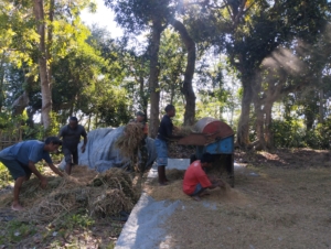 Babinsa Kodim 1613/Sumba Barat Dukung Ketahanan Pangan Lewat Gotong Royong di Lamboya