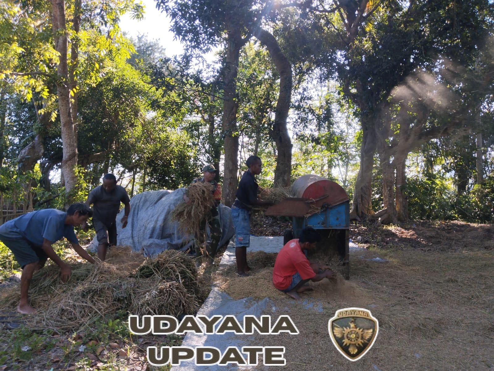 Babinsa Kodim 1613/Sumba Barat Dukung Ketahanan Pangan Lewat Gotong Royong di Lamboya