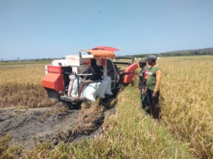 Sertu Yohanes Saekoko Terjun Langsung Bantu Petani Panen Padi di Tanamanang