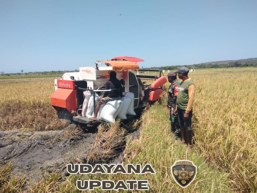 Sertu Yohanes Saekoko Terjun Langsung Bantu Petani Panen Padi di Tanamanang