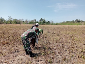 Dukung Ketahanan Pangan, Babinsa Dampingi Petani Panen Kacang Hijau