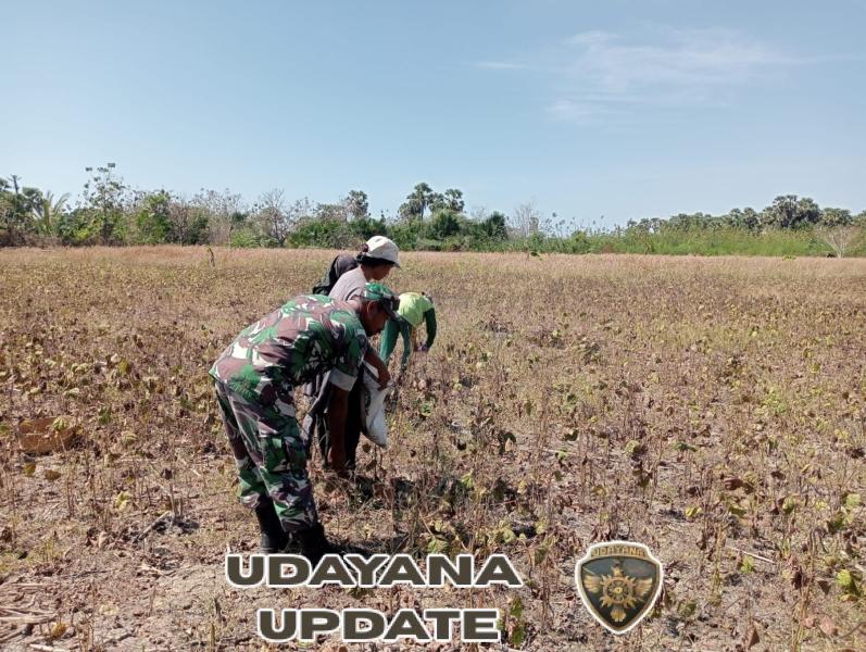 Dukung Ketahanan Pangan, Babinsa Dampingi Petani Panen Kacang Hijau