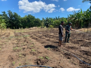 Perkuat Ketahanan Pangan, Babinsa Titehena Dampingi Petani di Lapangan