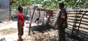 Babinsa Koramil 1627-02/Pantai Baru Laksanakan Monitoring dan Komsos Bersama Peternak di Desa Fatelilo