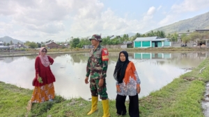 Babinsa Kelurahan Bugis Terus Dampingi Petani Wujudkan Ketahanan Pangan Daerah