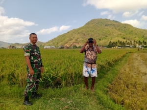 Babinsa Kelurahan Sampir Tinjau Lahan Sawah Siap Panen Bersama PPL