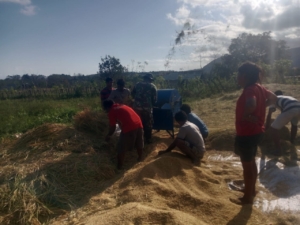 Babinsa Karera Bantu Petani Rontokkan Padi di Desa Nggongi