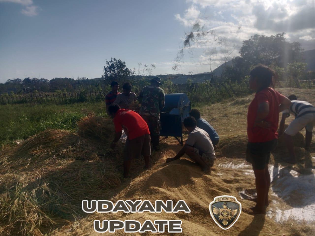 Babinsa Karera Bantu Petani Rontokkan Padi di Desa Nggongi