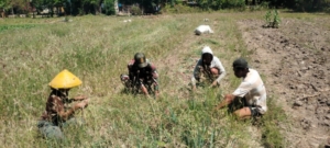 Babinsa Koramil 05/Waingapu Dampingi Petani Saat Panen Bawang Merah