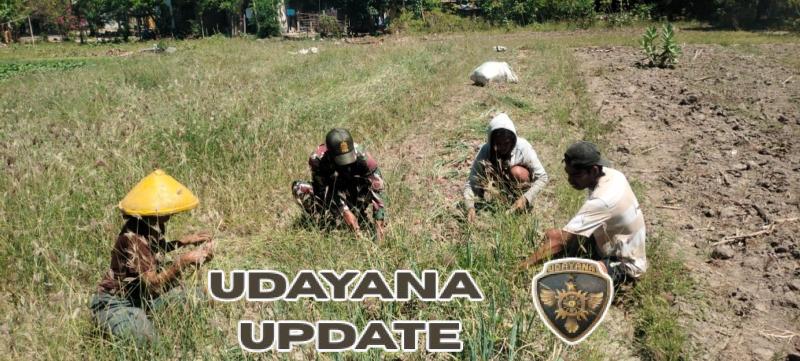 Babinsa Koramil 05/Waingapu Dampingi Petani Saat Panen Bawang Merah