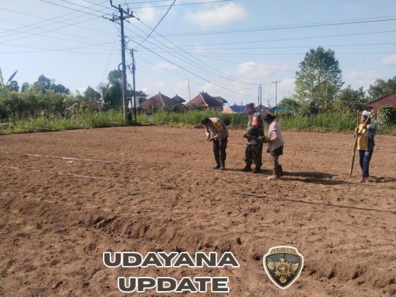 Babinsa Desa Sulahan Jalin Komsos dengan Petani Jagung, Perkuat Ketahanan Pangan di Wilayah Binaan