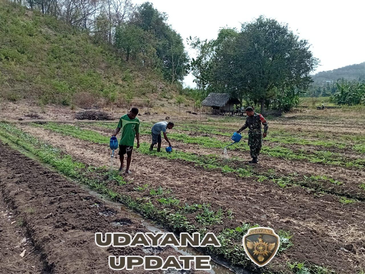 Wujud Kepedulian Babinsa, Serka Tobias Dampingi Petani Rawat Tanaman di Alor Timur Laut