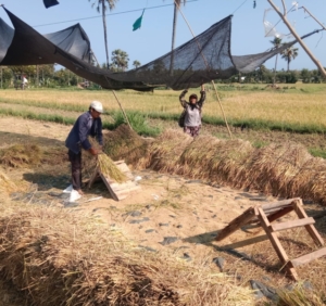 Jaga Ketahanan Pangan Lokal, Babinsa Gerokgak Turun ke Sawah Dampingi Panen Mandiri di Desa Gerokgak