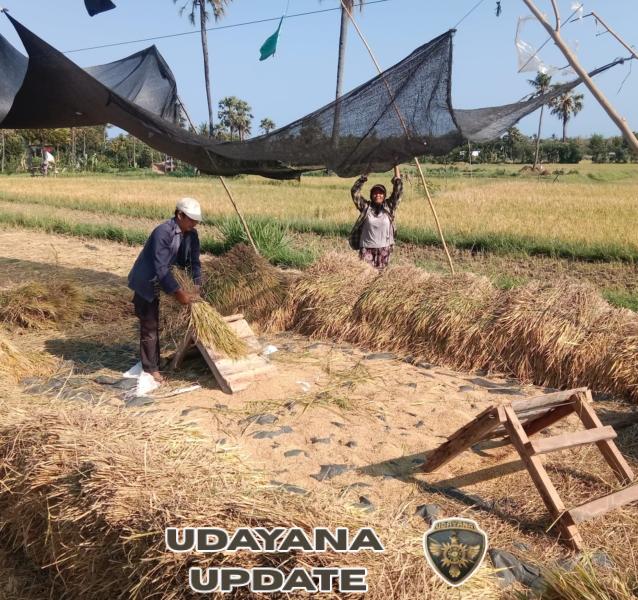 Jaga Ketahanan Pangan Lokal, Babinsa Gerokgak Turun ke Sawah Dampingi Panen Mandiri di Desa Gerokgak