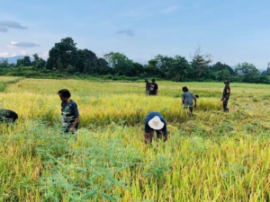 Babinsa Koramil 1601-06 Karera Bantu Warga Panen Padi di Desa Nggongi
