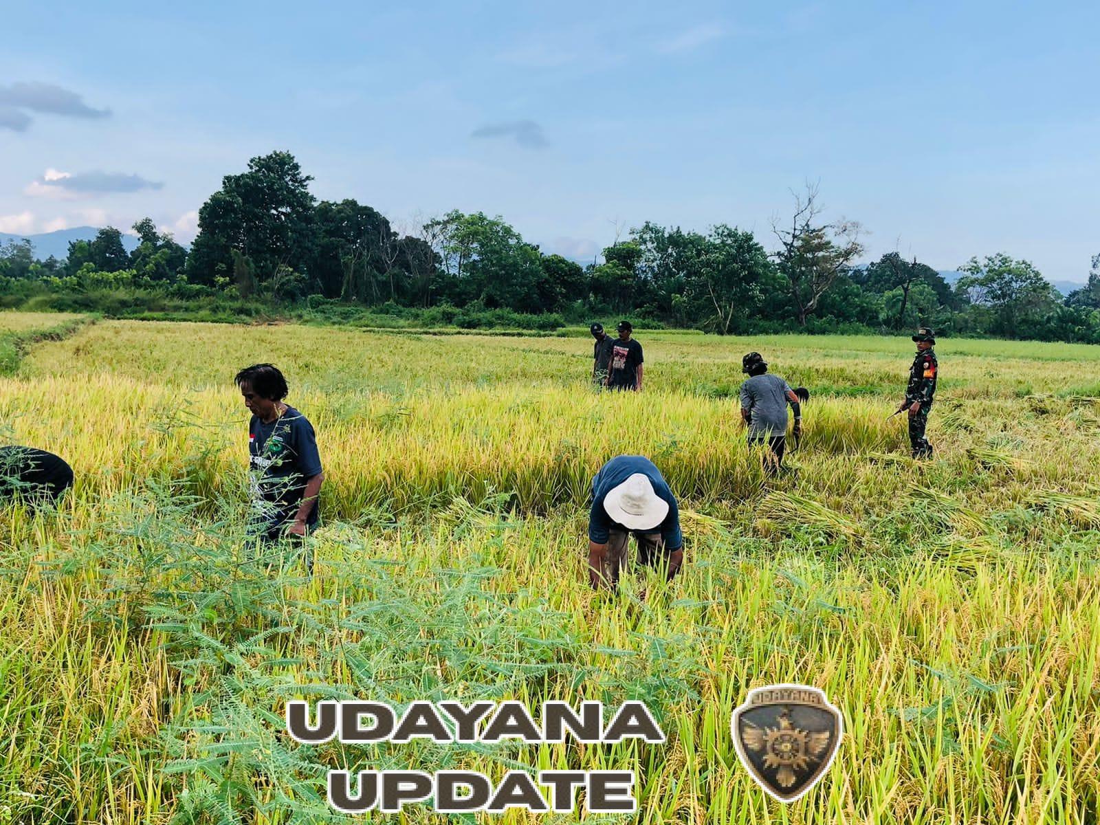 Babinsa Koramil 1601-06 Karera Bantu Warga Panen Padi di Desa Nggongi