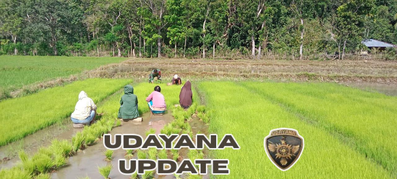 Babinsa Tabundung Turun ke Sawah, Bantu Petani Cabut Bibit Padi