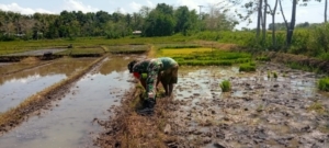 Babinsa Lewa Turun ke Sawah, Wujudkan Dukungan Nyata terhadap Program Ketahanan Pangan