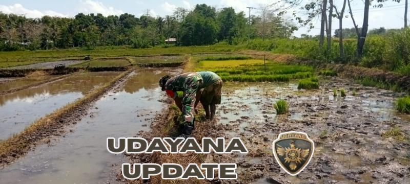 Babinsa Lewa Turun ke Sawah, Wujudkan Dukungan Nyata terhadap Program Ketahanan Pangan